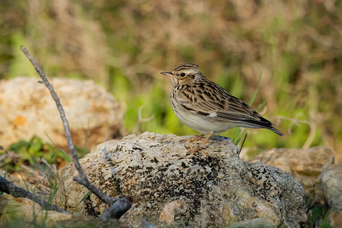 Wood Lark - ML522608331