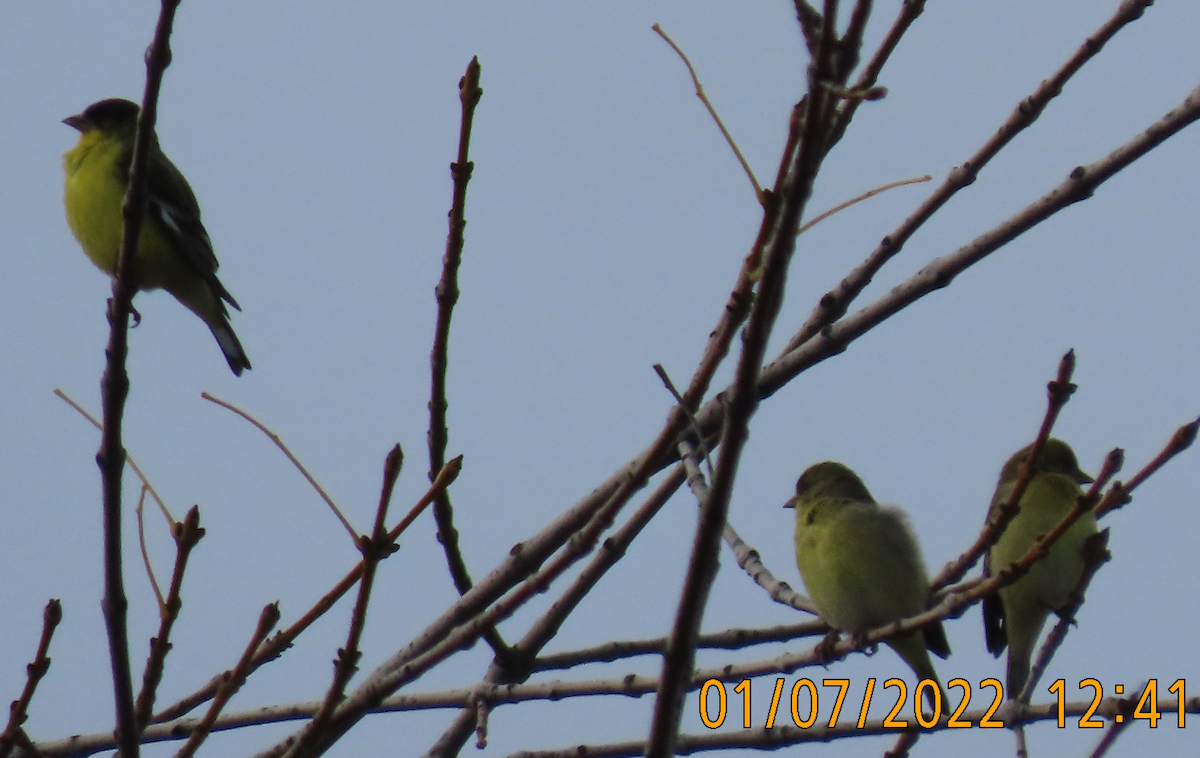 Lesser Goldfinch - ML522608761