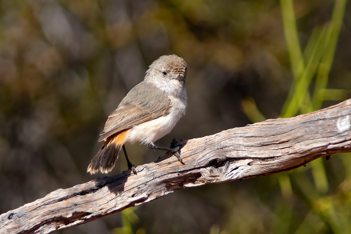 Chestnut-rumped Thornbill - Chris Jones