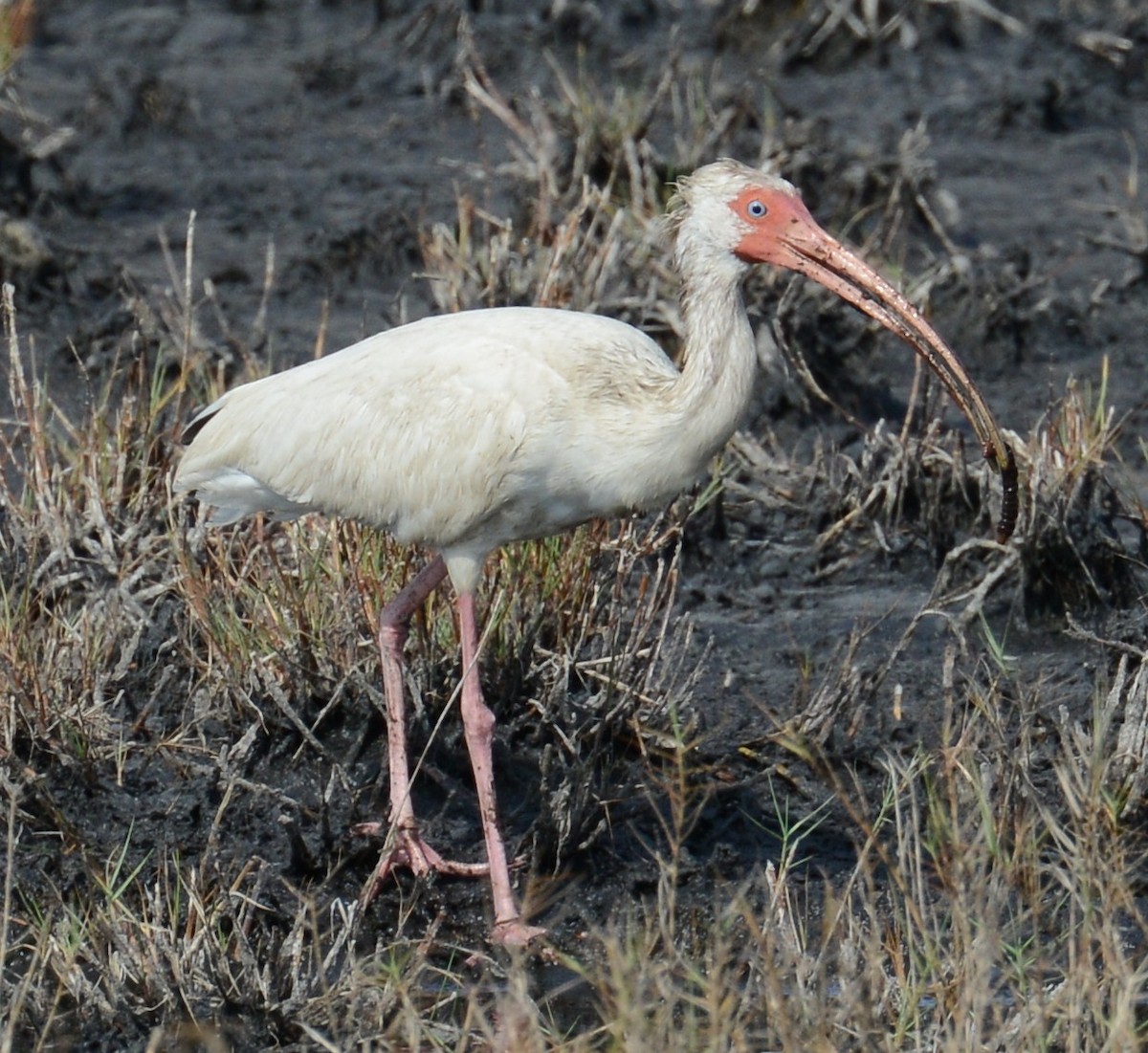ibis bílý - ML52261131