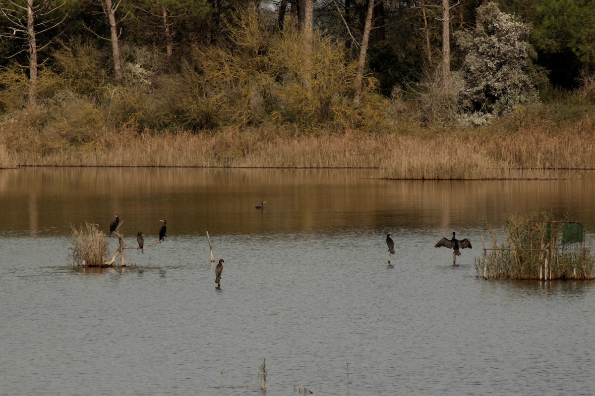 Great Cormorant - ML522612311