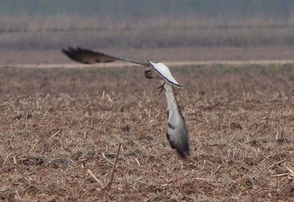 White-tailed Hawk - ML522613351