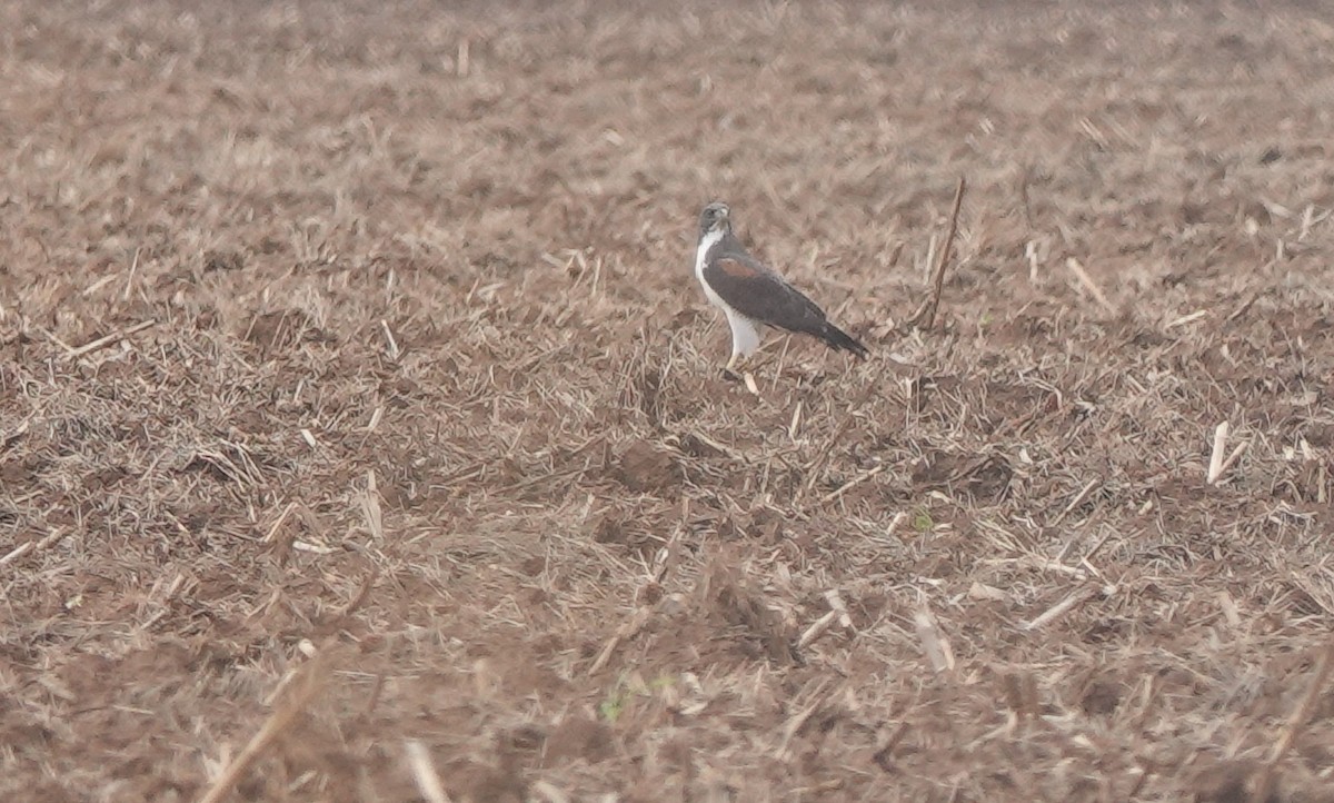 White-tailed Hawk - ML522613371