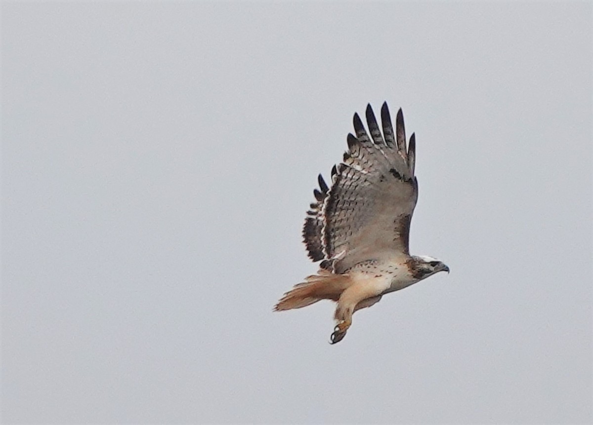 Red-tailed Hawk (Krider's) - ML522613961