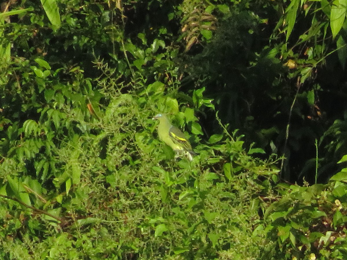 Филиппинский зеленый голубь - ML522614321