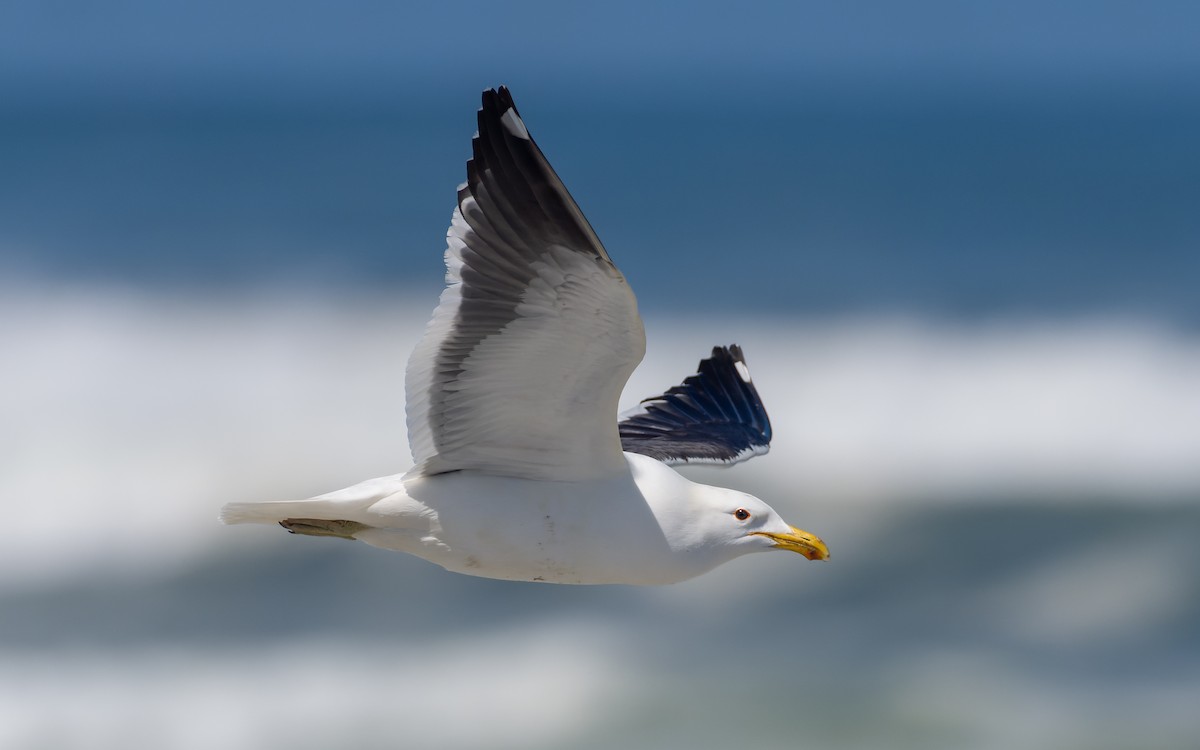 Kelp Gull - Peter Kennerley