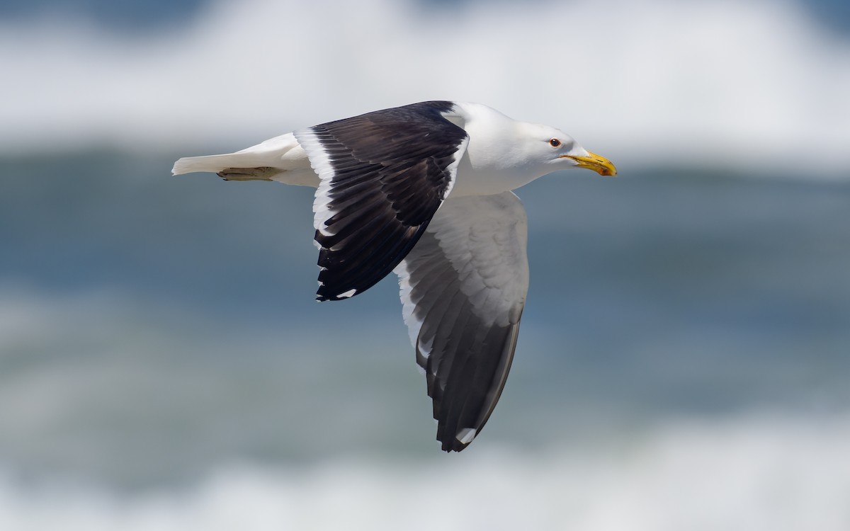 Kelp Gull - ML522614411