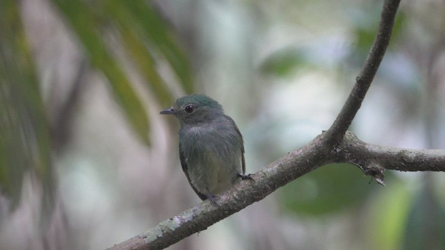 Blue-capped Manakin - ML522614501