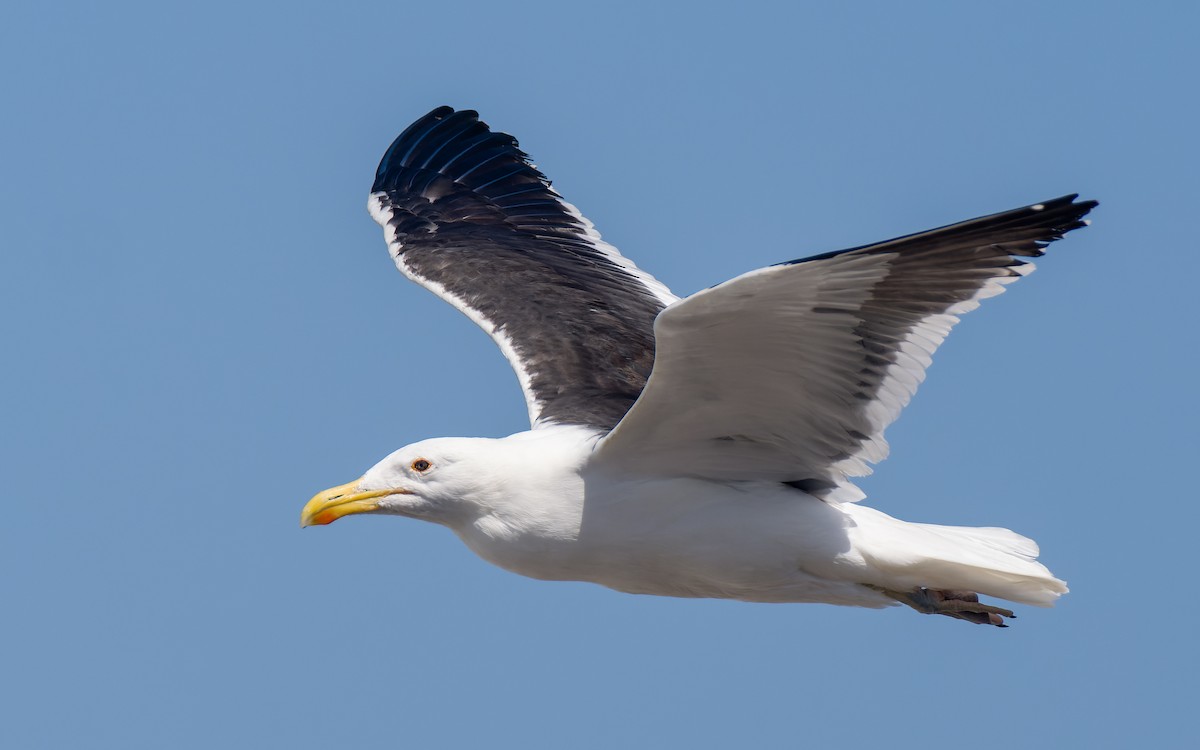 Kelp Gull - ML522614731