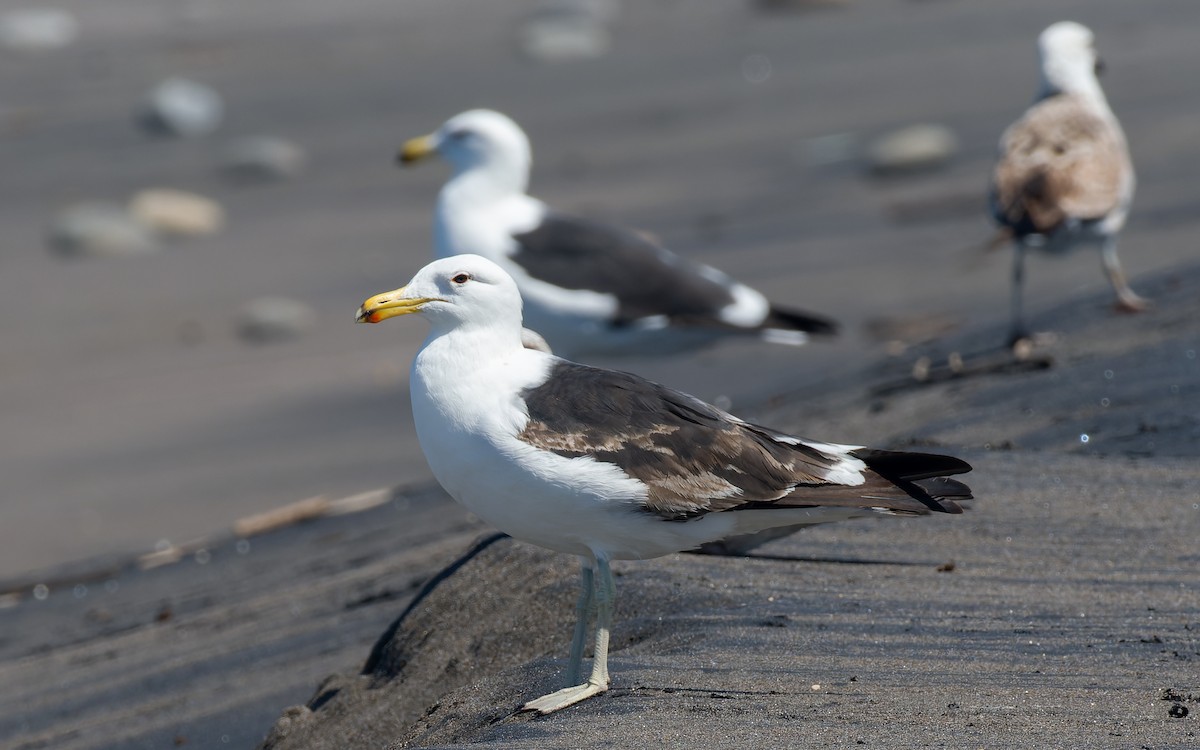 Kelp Gull - Peter Kennerley