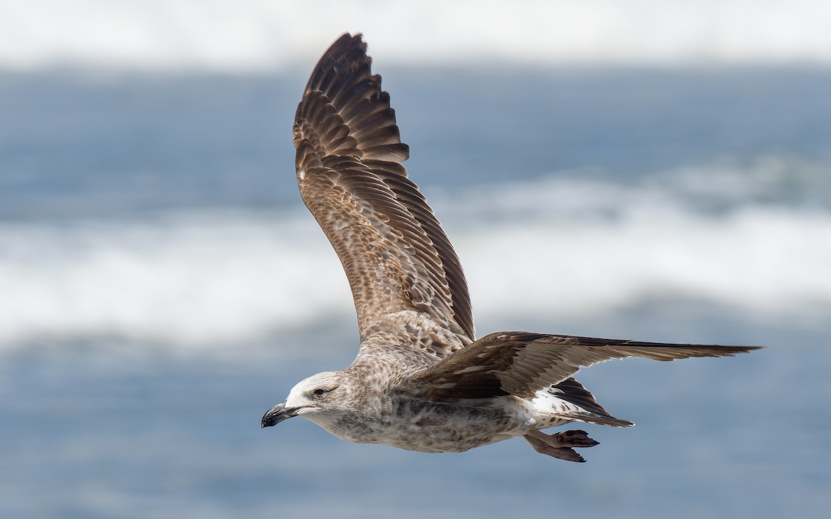 Kelp Gull - ML522614921