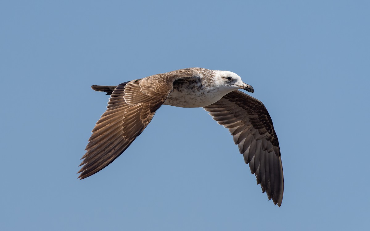 Kelp Gull - Peter Kennerley