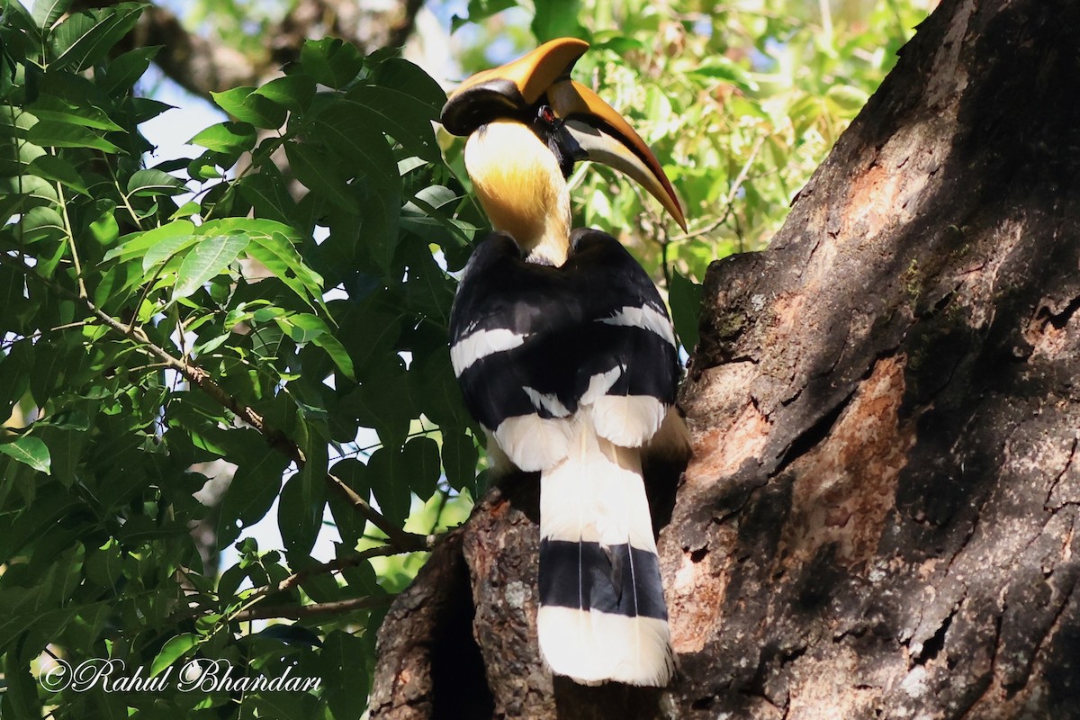 hornbill sp. - Rahul Bhandari