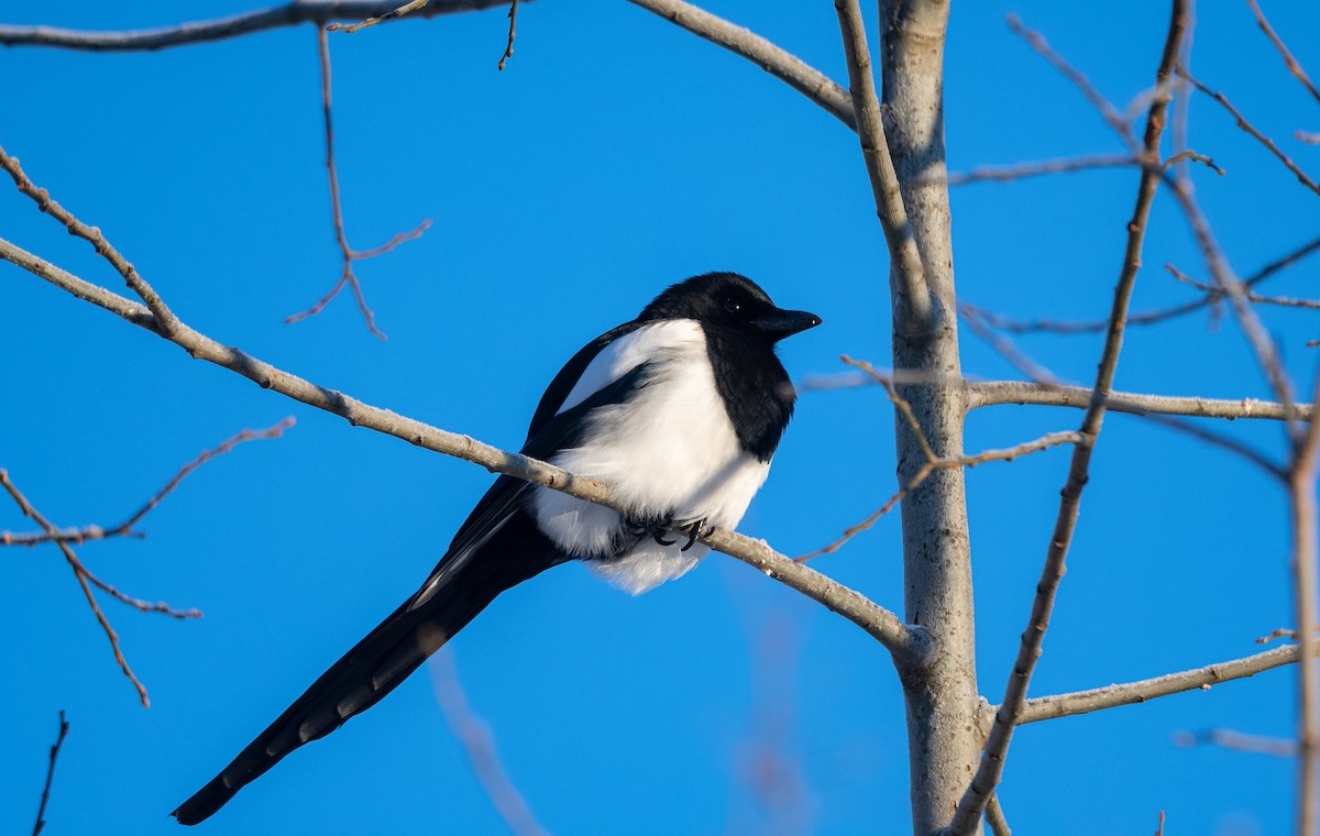 Eurasian Magpie (Eurasian) - ML522615171