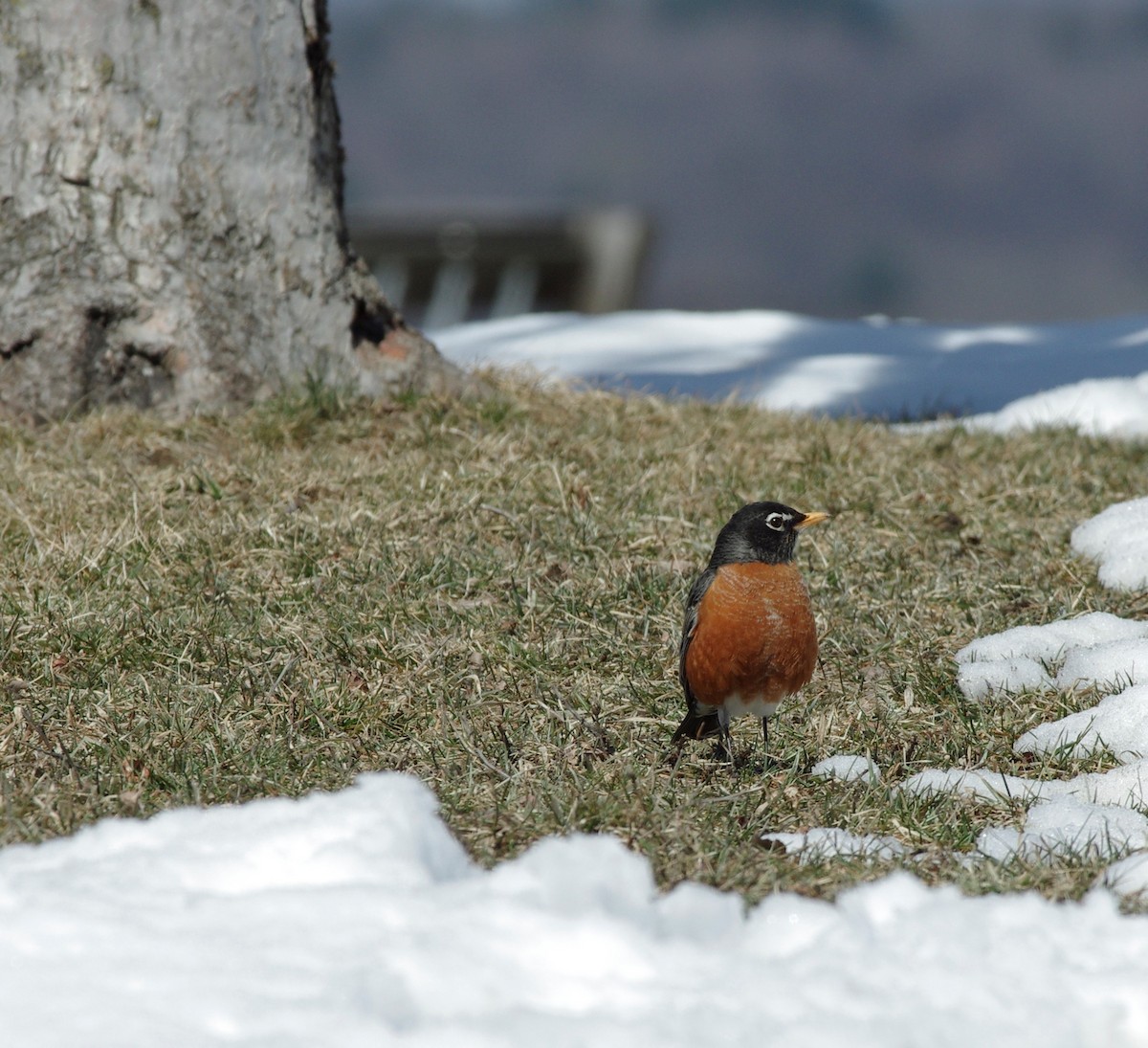 American Robin - ML52261541