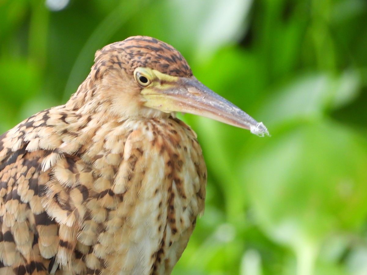 Rufescent Tiger-Heron - ML522615671