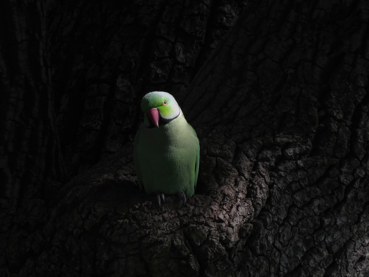 Rose-ringed Parakeet - Matthew Schuler