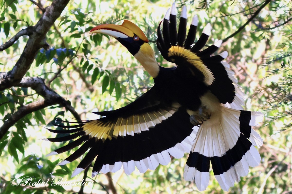 hornbill sp. - ML522616701