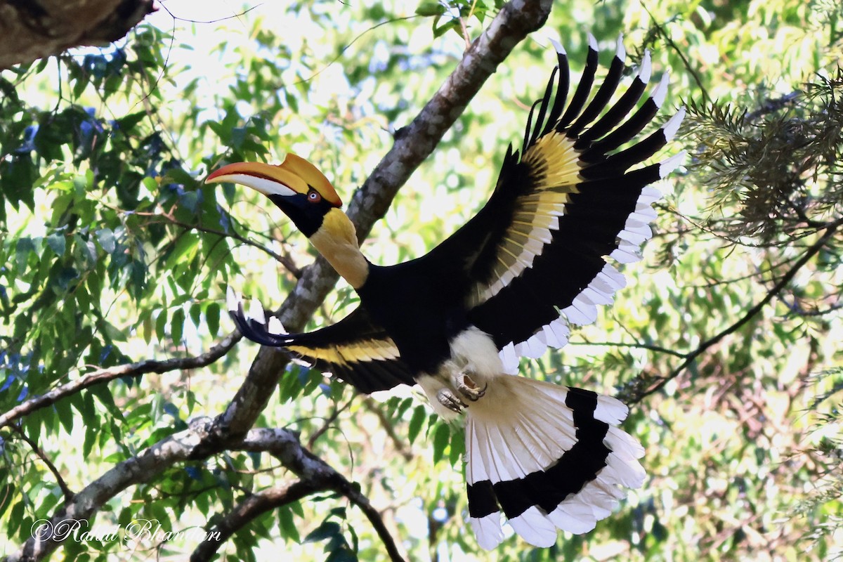 hornbill sp. - Rahul Bhandari