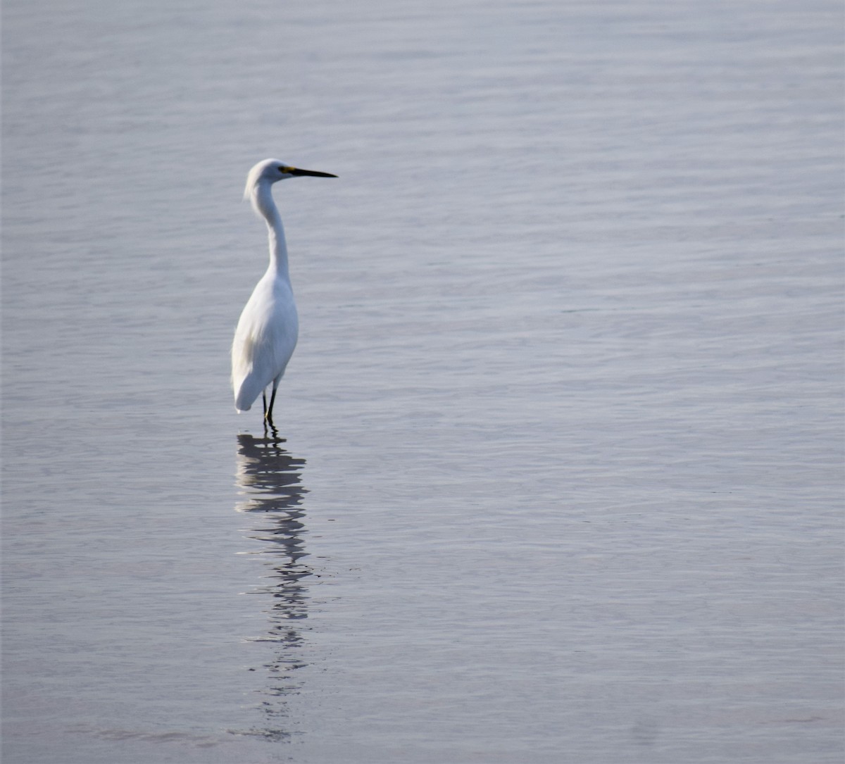 Snowy Egret - ML522616781