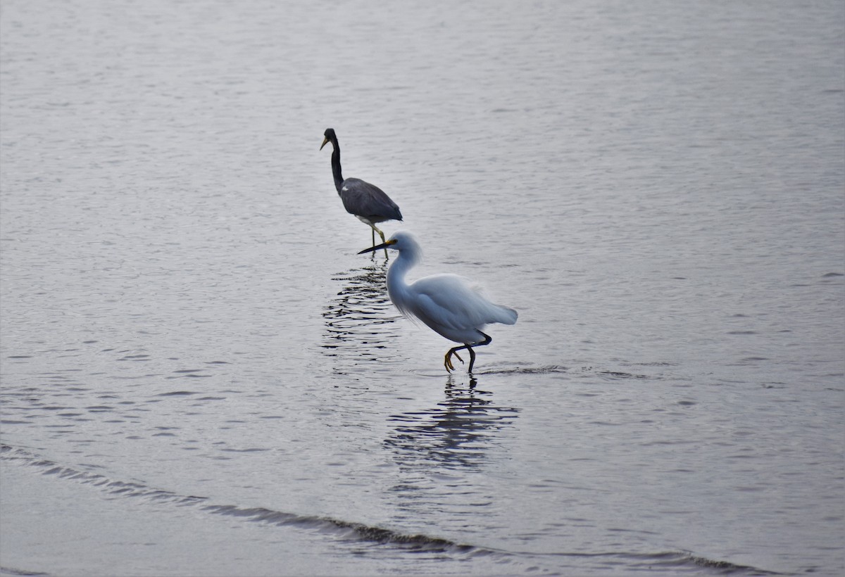 Snowy Egret - ML522616791