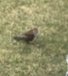 Sharp-shinned Hawk - John Cyrus