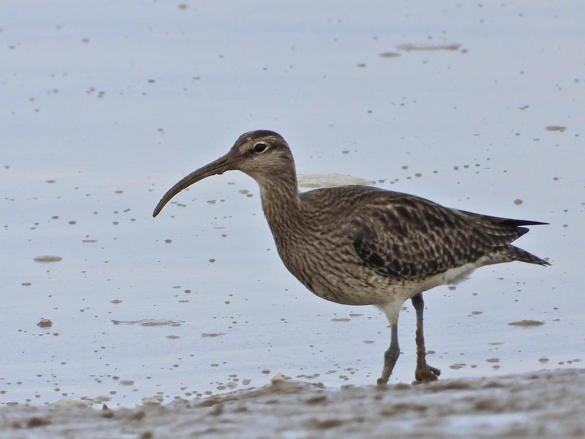 Whimbrel - Juanjo Cipriano