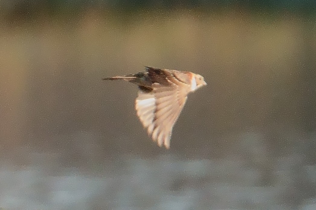 Lapland Longspur - ML522618251