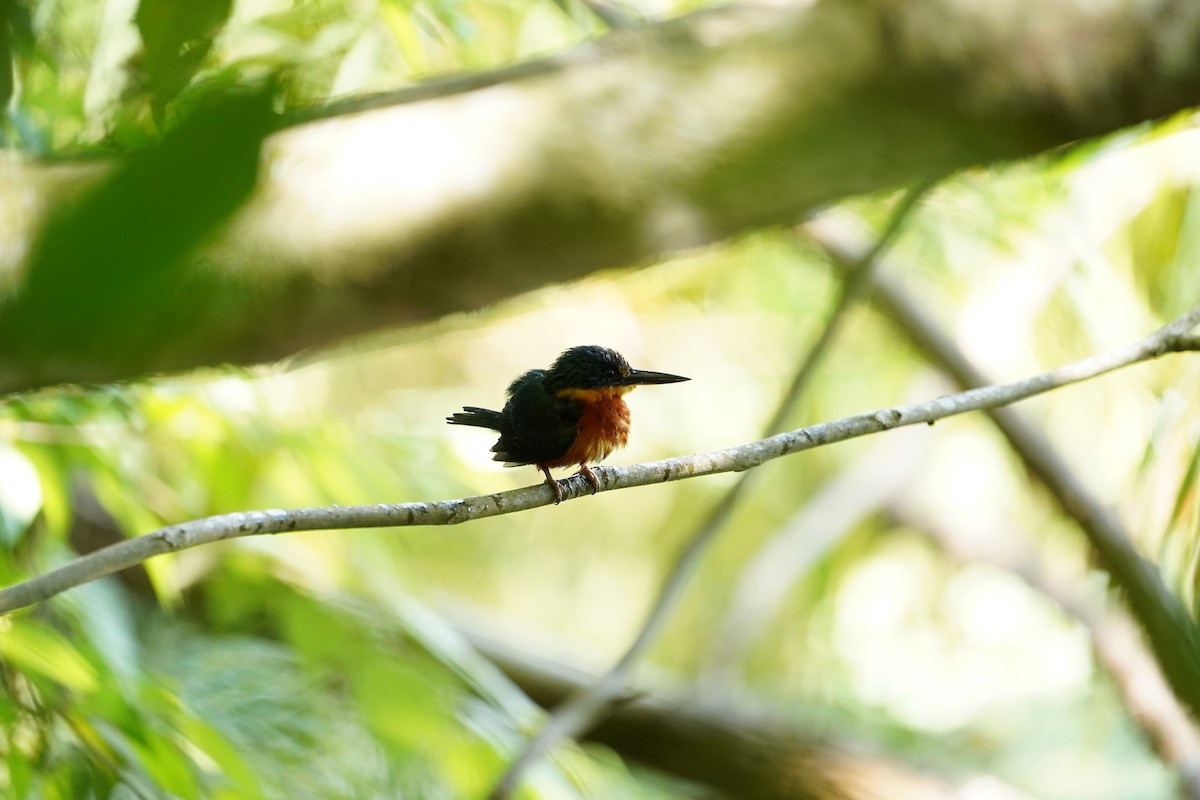 American Pygmy Kingfisher - ML522618481