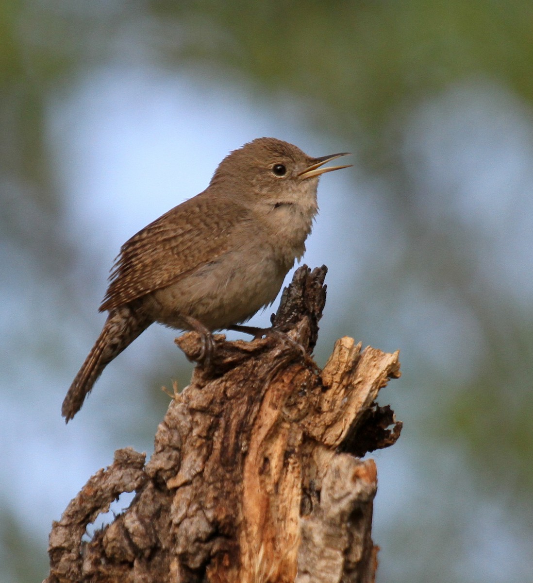 House Wren - ML52261851