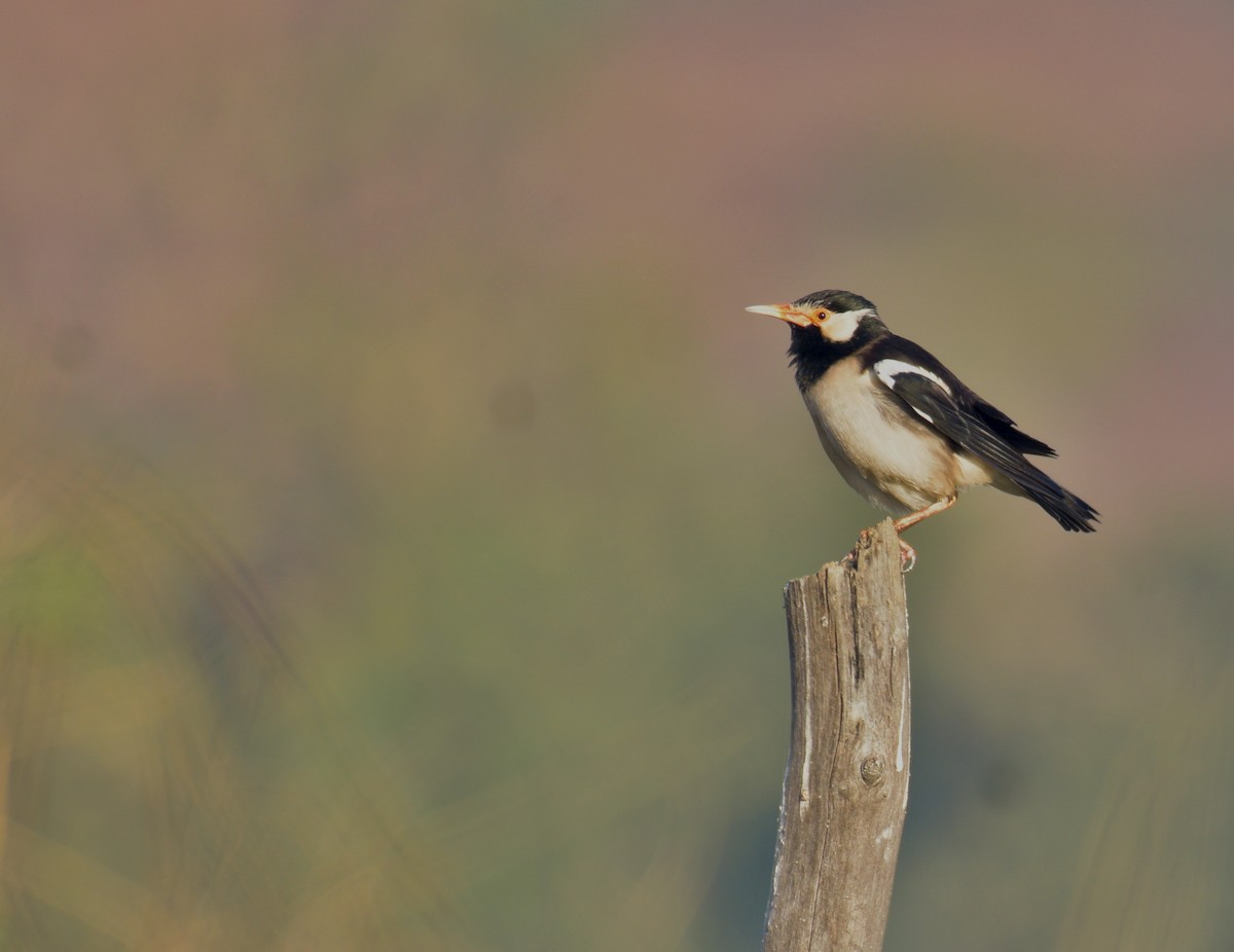 Indian Pied Starling - ML522620251
