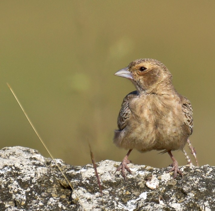 Ashy-crowned Sparrow-Lark - ML522620441