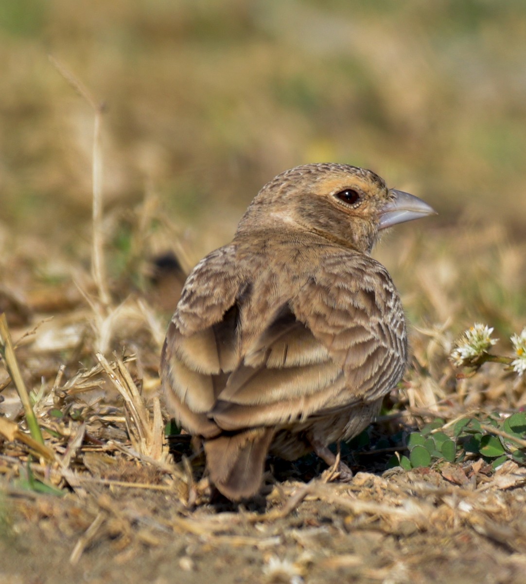 Ashy-crowned Sparrow-Lark - ML522620451