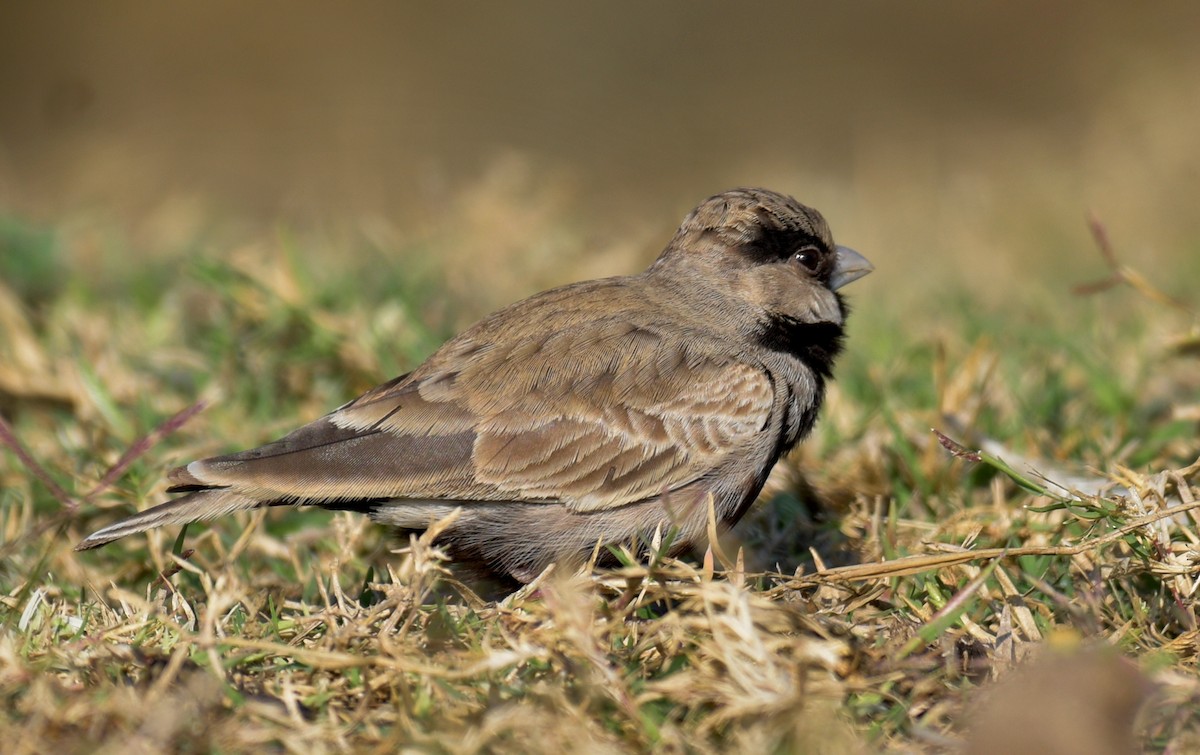 Ashy-crowned Sparrow-Lark - ML522620461