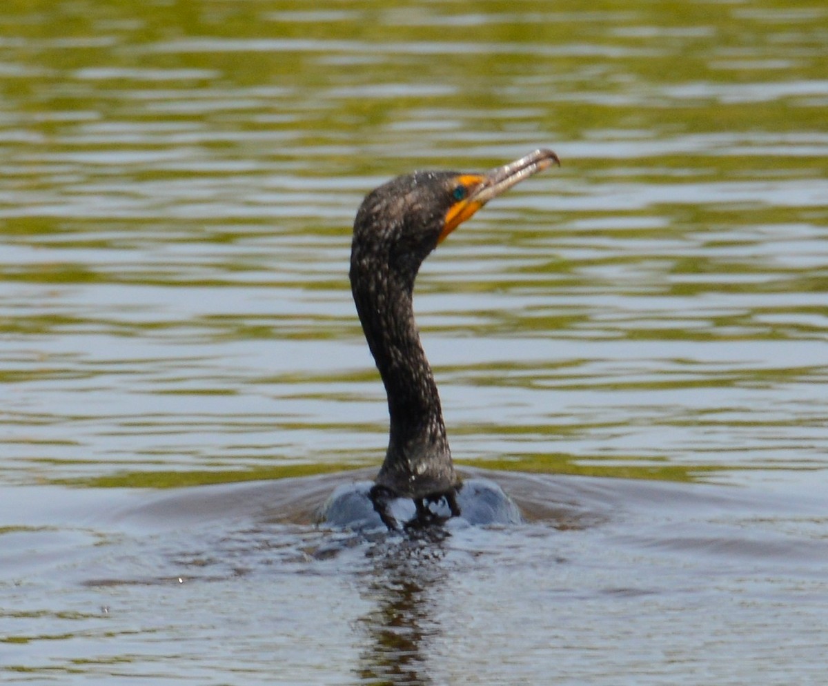 Double-crested Cormorant - ML52262051