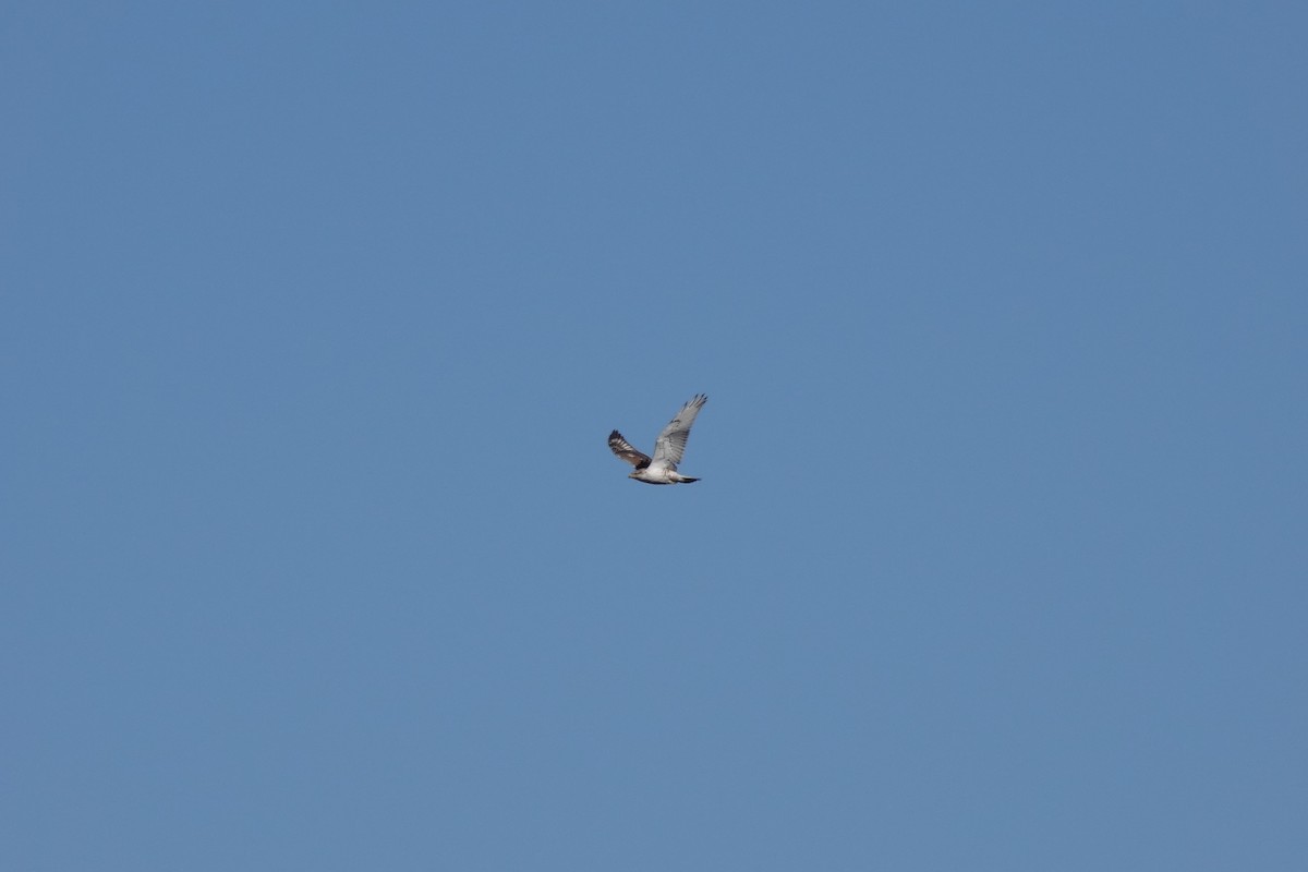 Ferruginous Hawk - ML522620591