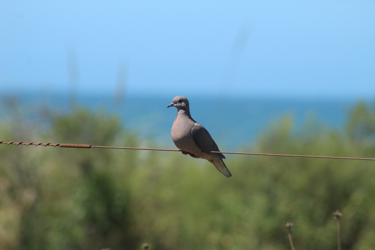 Eared Dove - ML522621381