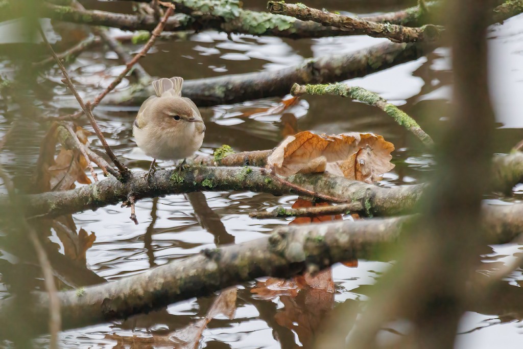 Common Chiffchaff (Siberian) - ML522621511