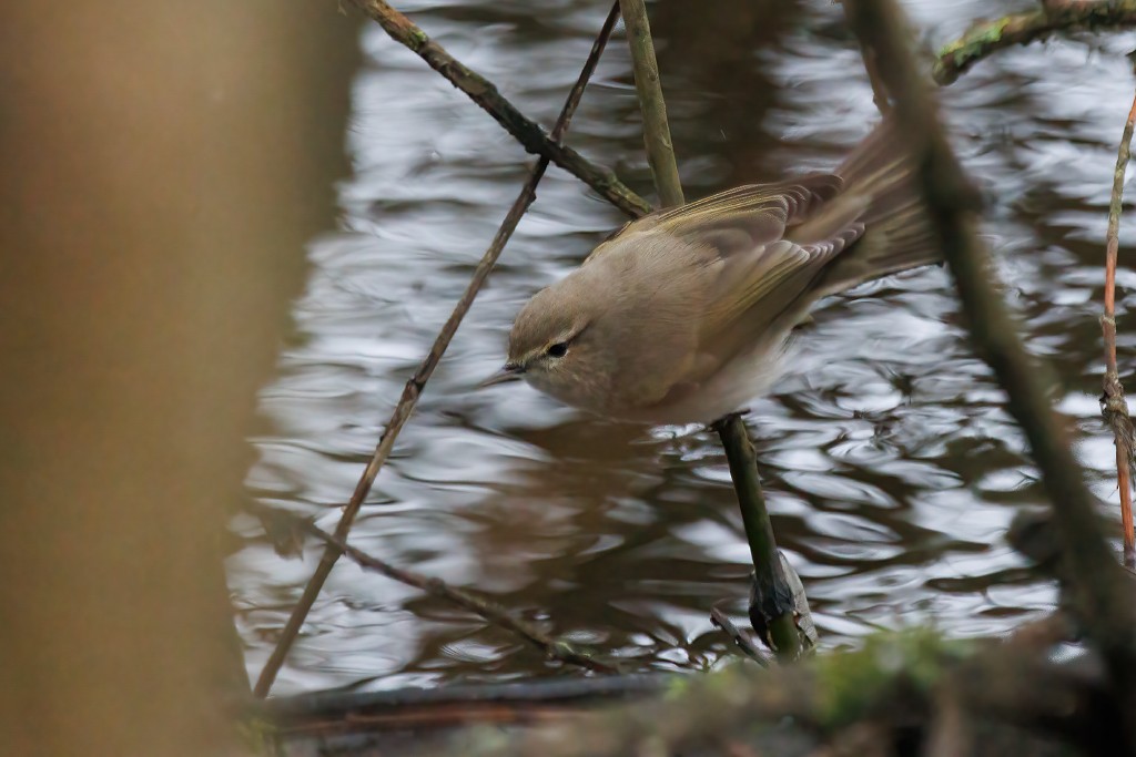 Common Chiffchaff (Siberian) - ML522621521