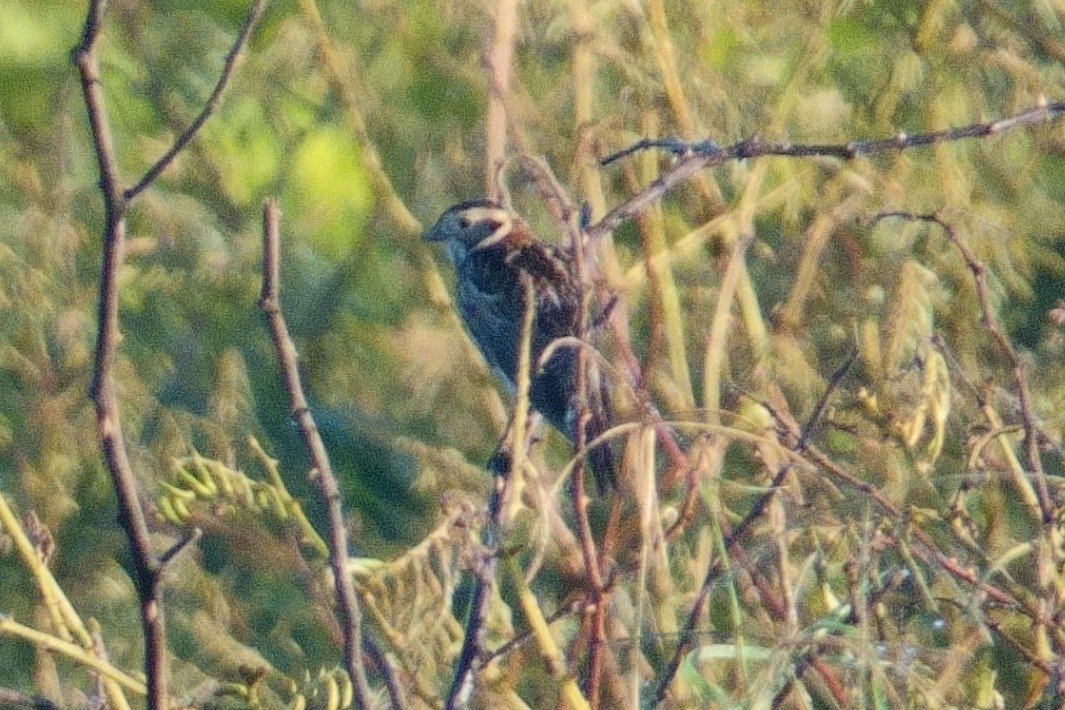 Lapland Longspur - ML522621671