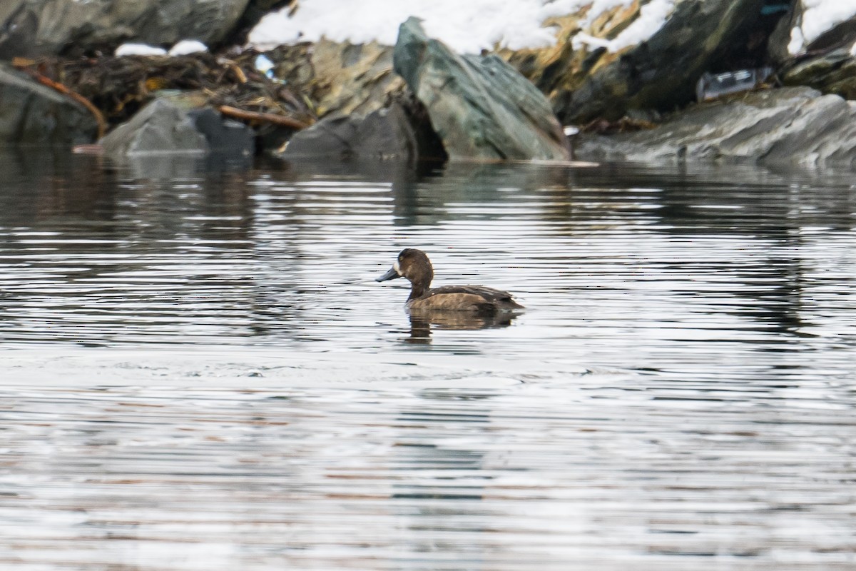 Greater Scaup - Frank King