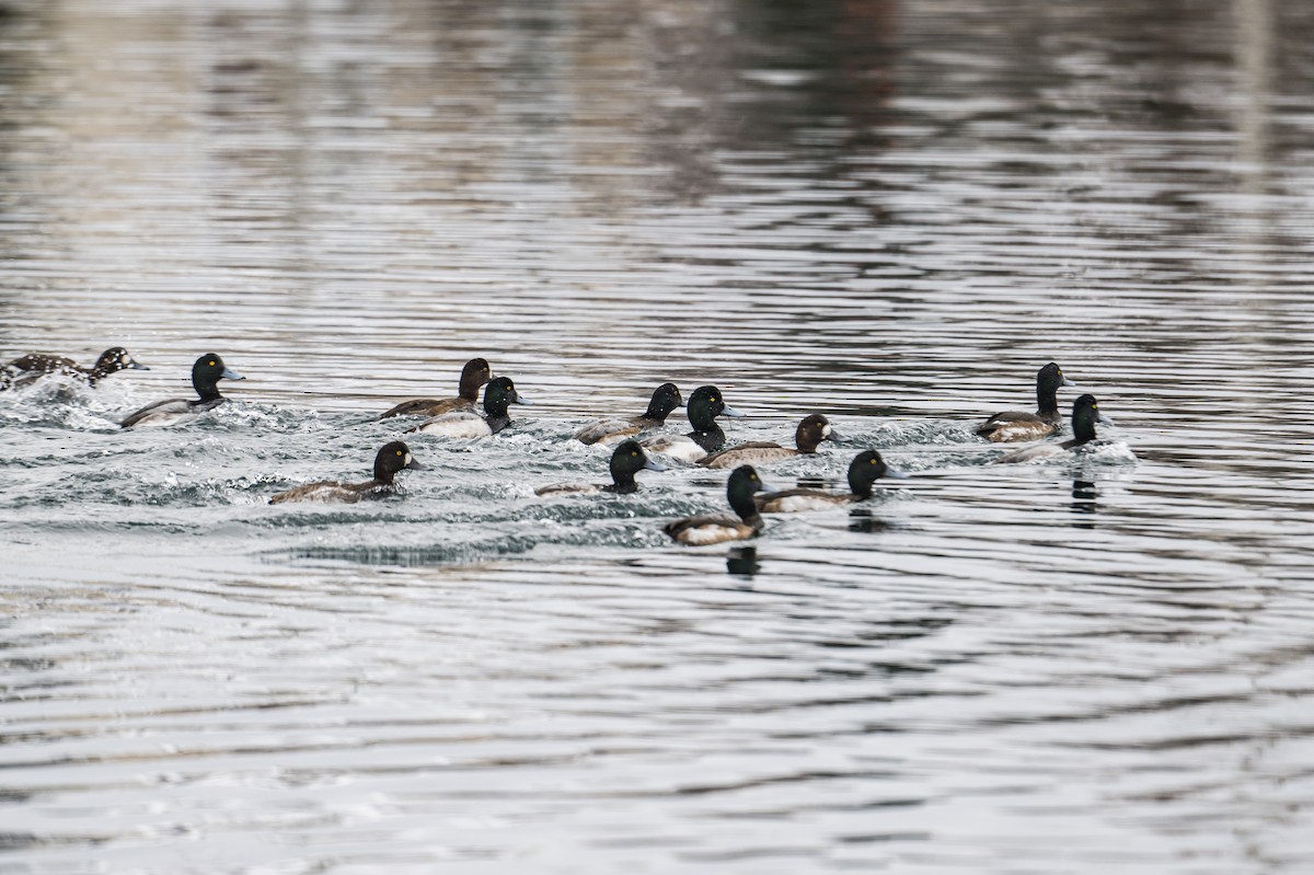 Greater Scaup - ML522621781