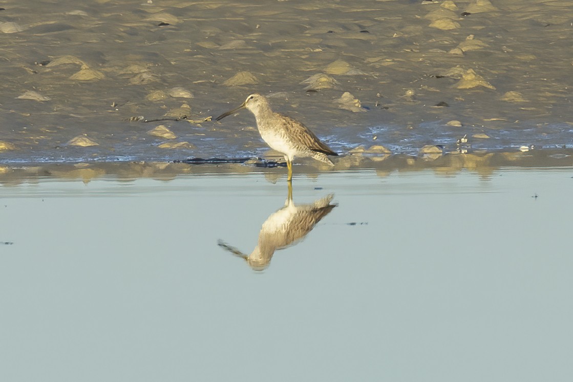Long-billed Dowitcher - ML522622101
