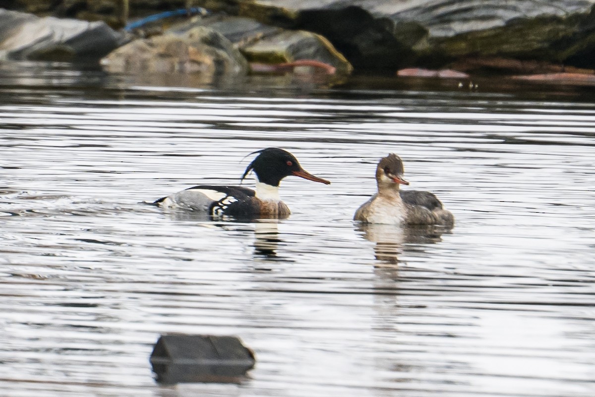 Red-breasted Merganser - ML522622661