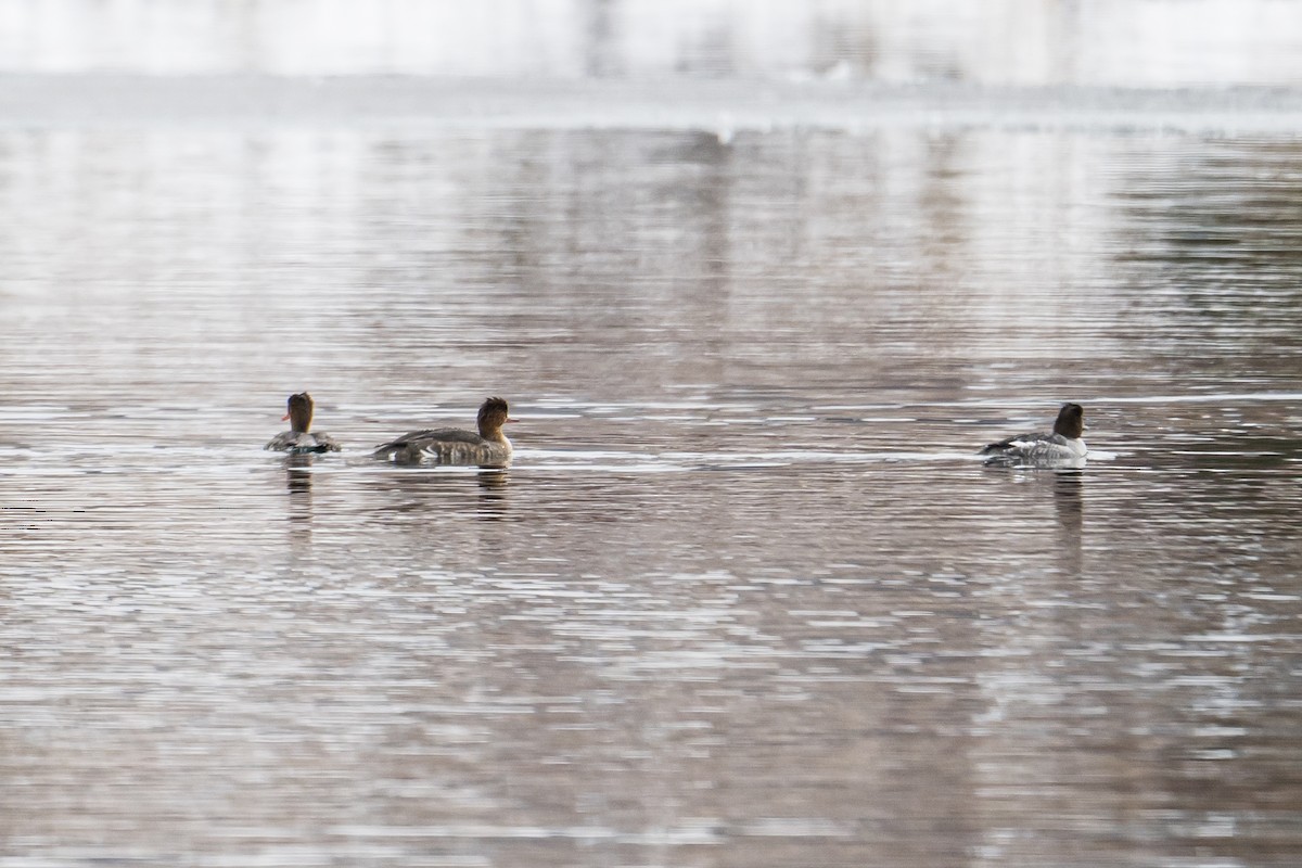 Red-breasted Merganser - Frank King