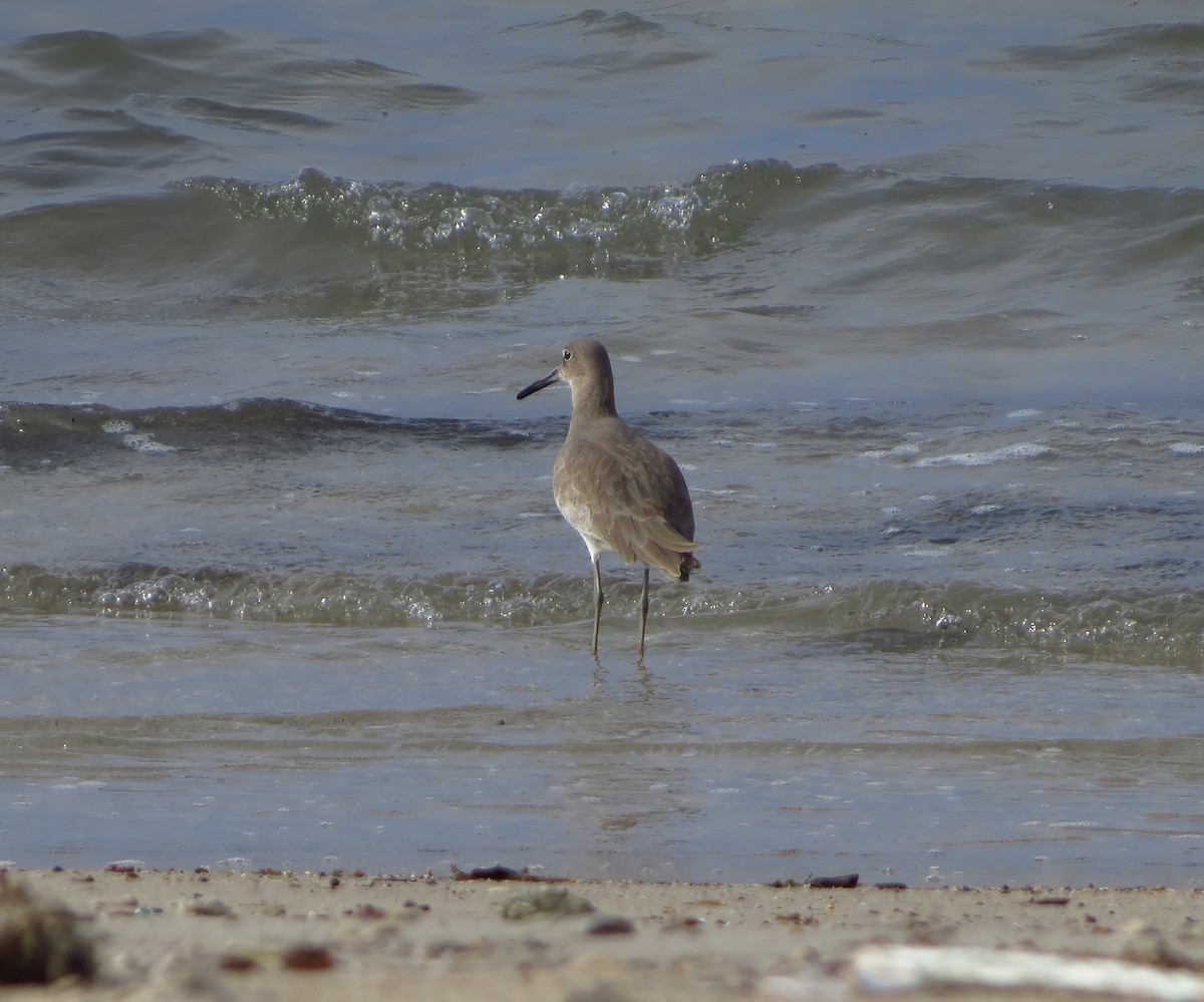 Willet - ML522622761