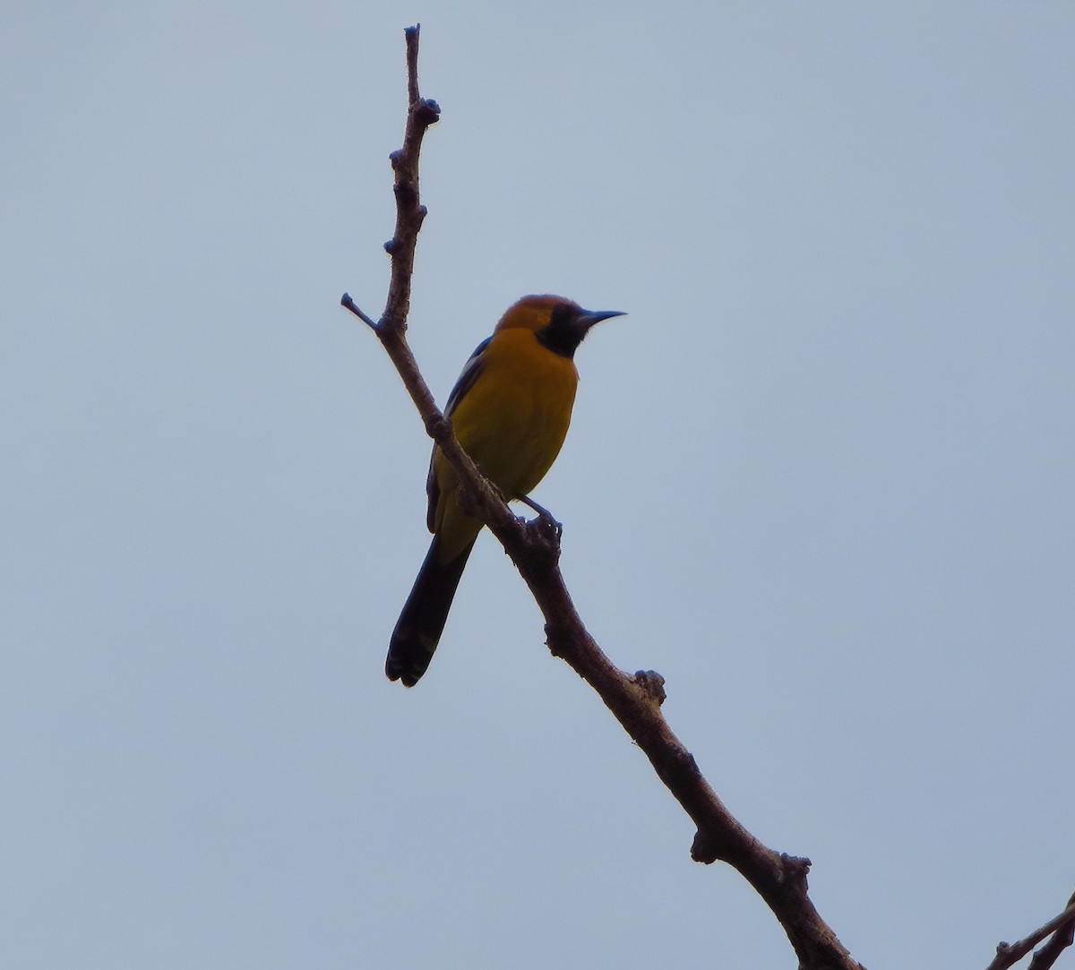 Hooded Oriole - ML522622811