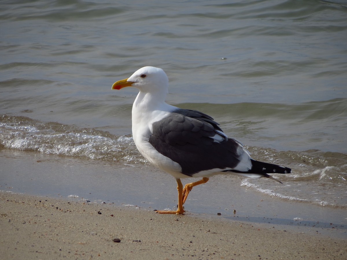 Yellow-footed Gull - ML522622851