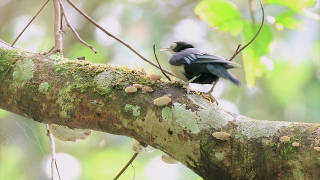 ズグロゴジュウカラ - ML522623901