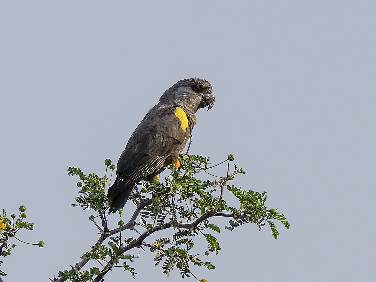 Rüppell's Parrot - ML522624081